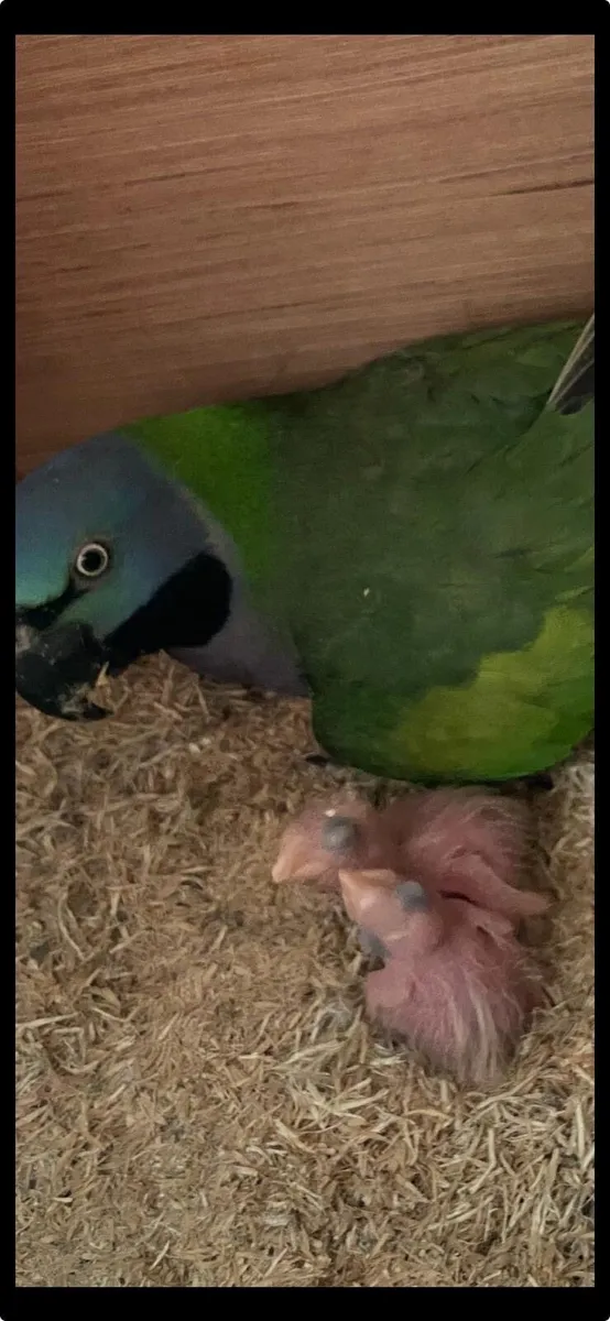 Derbyan parrots - Image 2