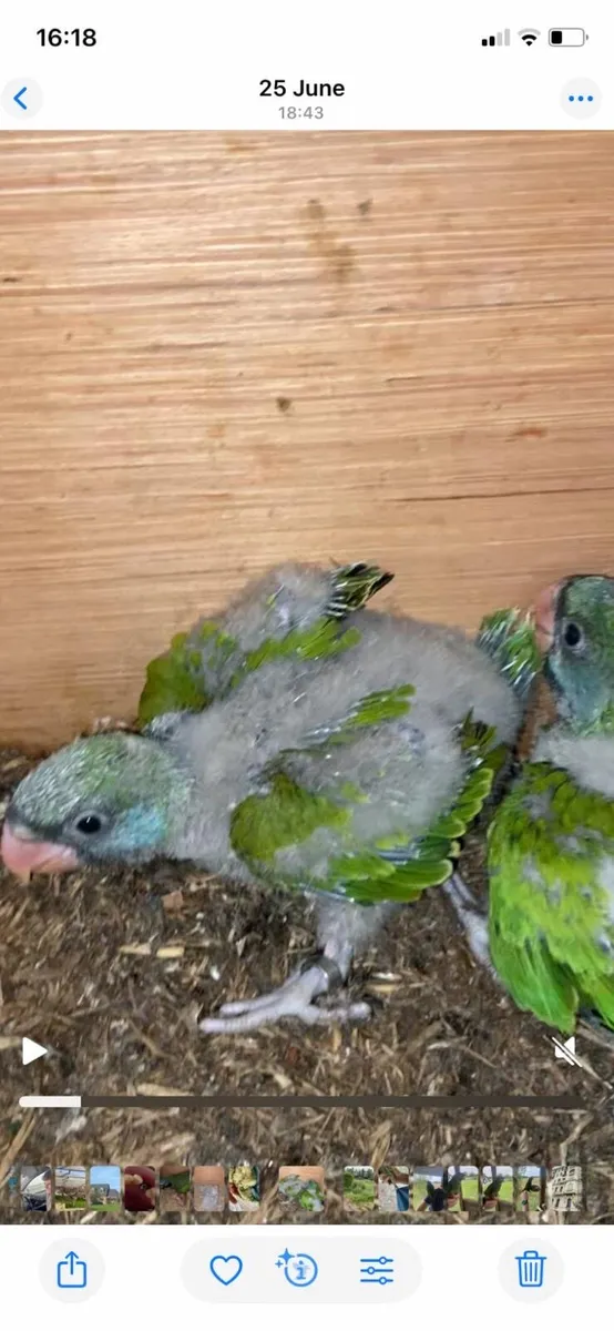 Derbyan parrots - Image 3