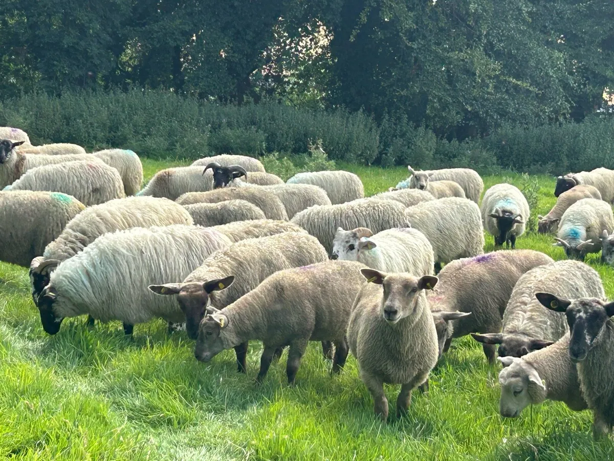 Store lambs - Image 1