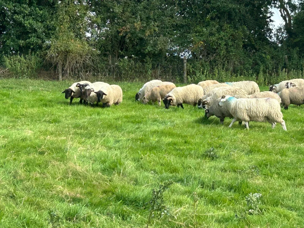 Store lambs - Image 2