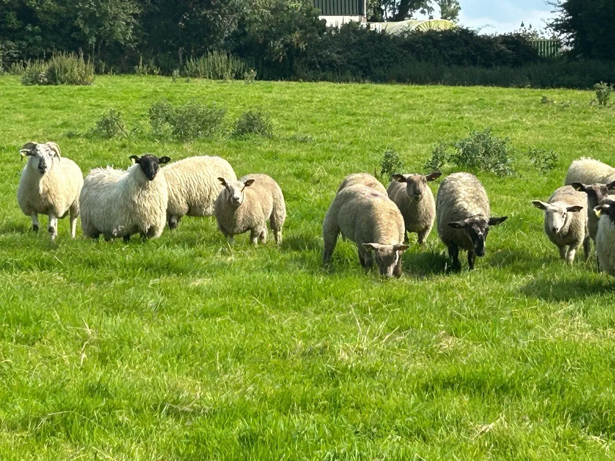 Store lambs - Image 3