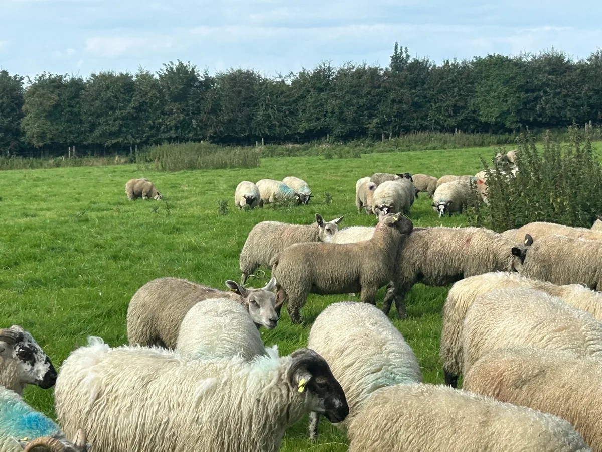 Store lambs - Image 4
