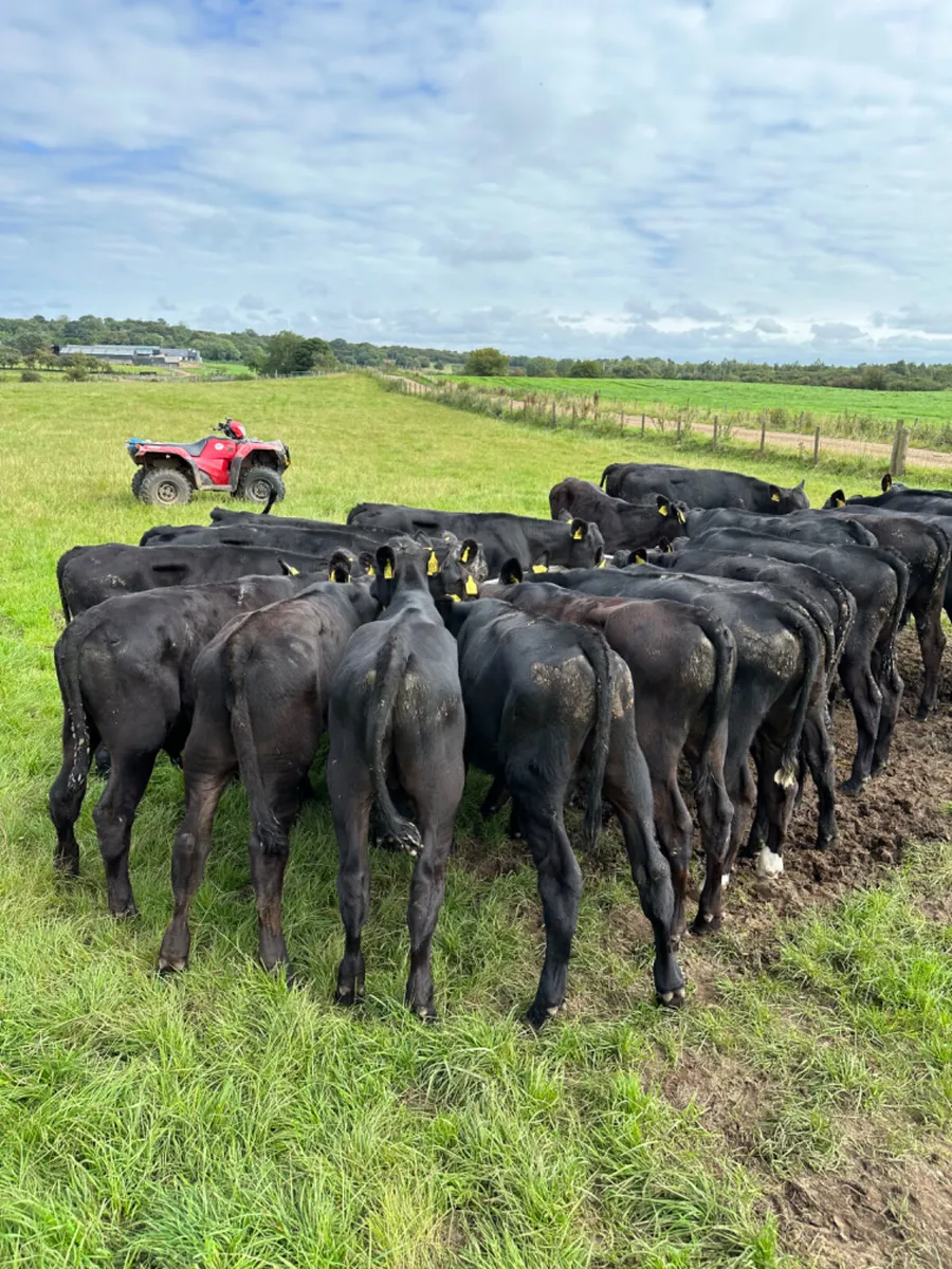 Angus bulls - Image 4