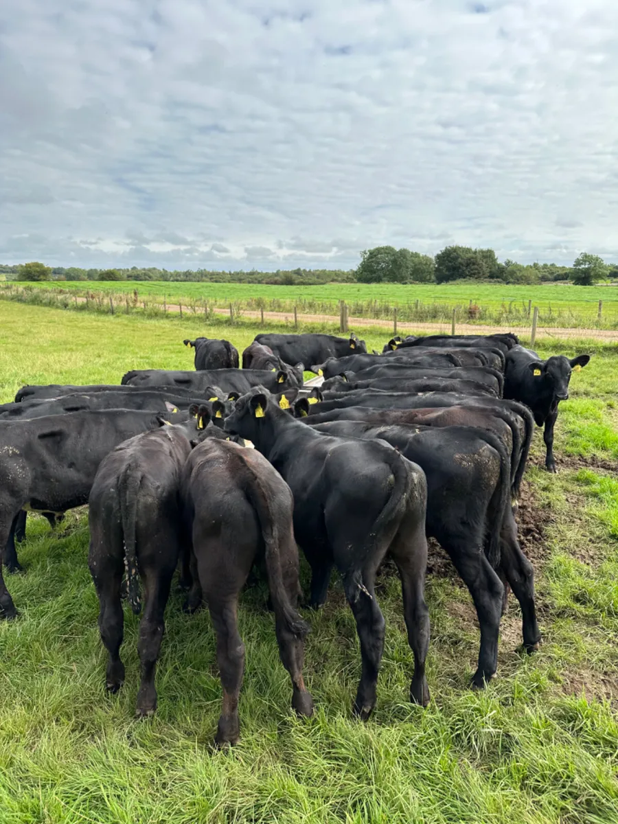 Angus bulls - Image 2