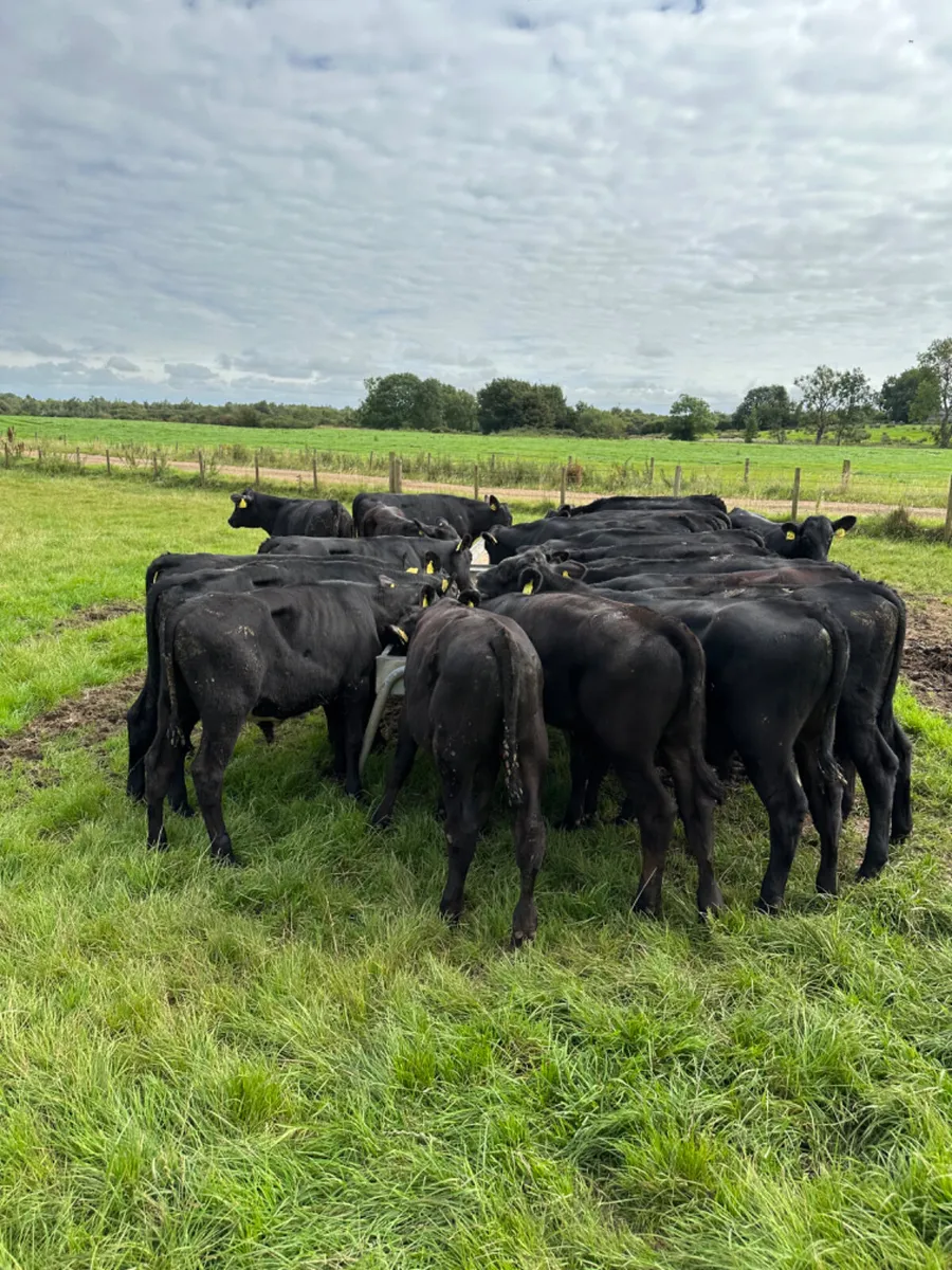 Angus bulls - Image 1