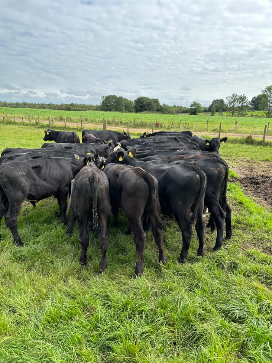 Angus bulls - Image 3