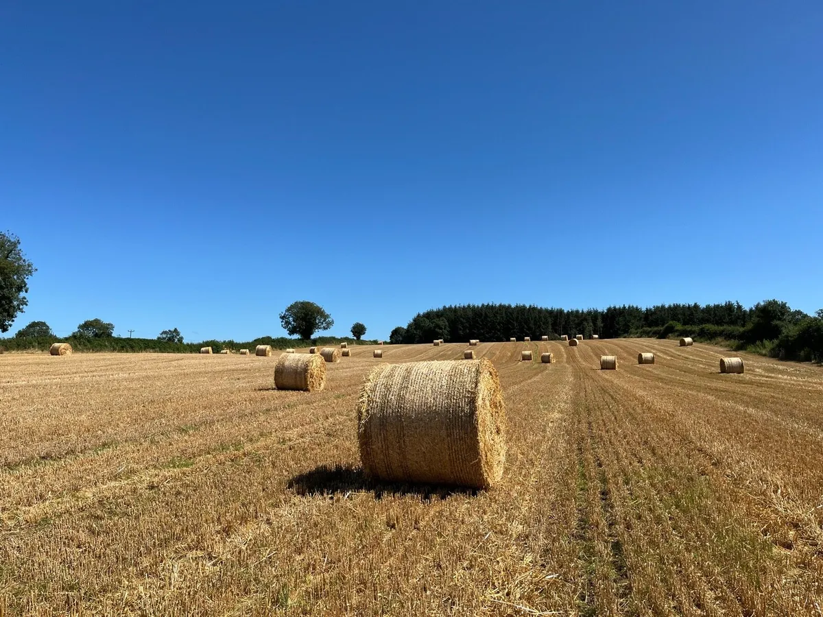 Small square bales of straw - Image 2