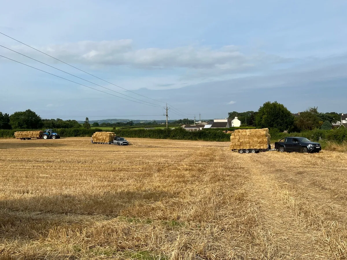 Small square bales of straw - Image 3