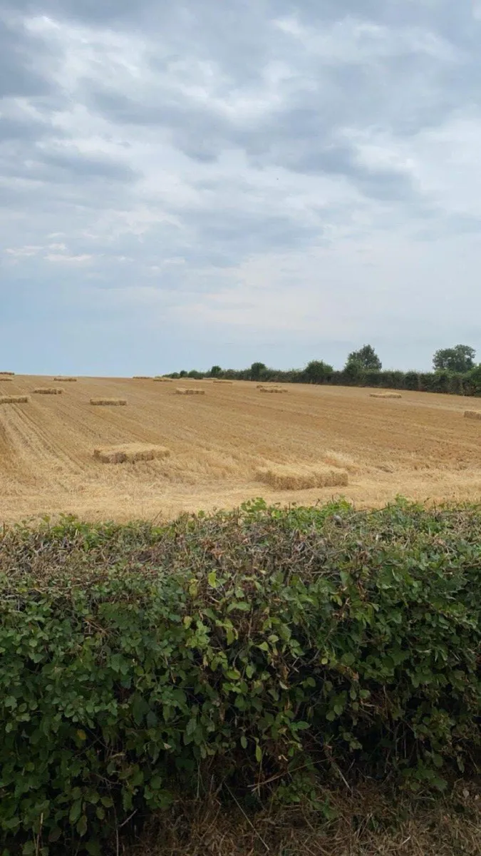 Small square bales of straw - Image 2