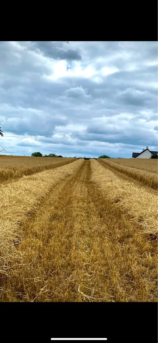 Small square bales of straw - Image 3