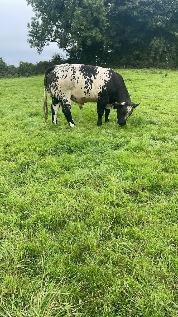 Limousine  Bull - Image 3