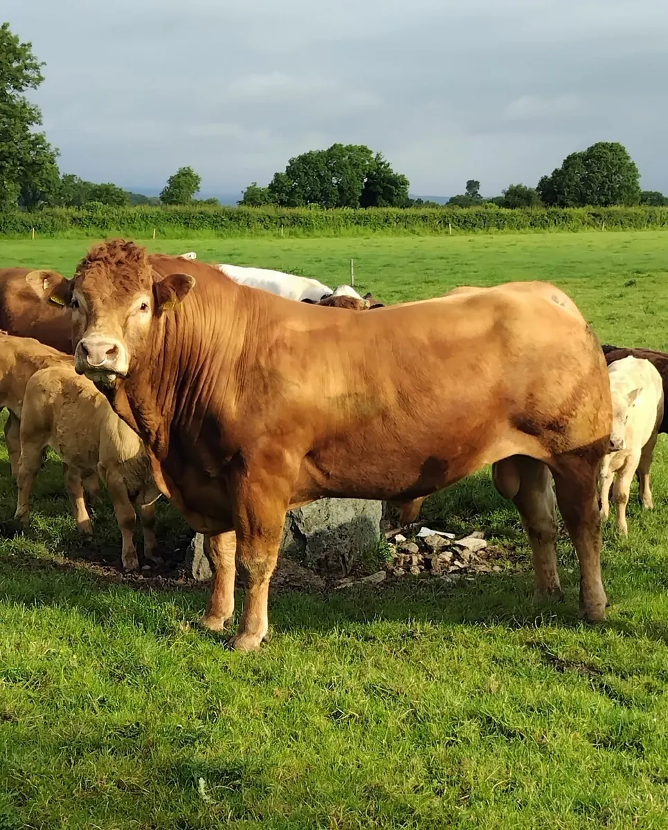 Limousine  Bull - Image 1