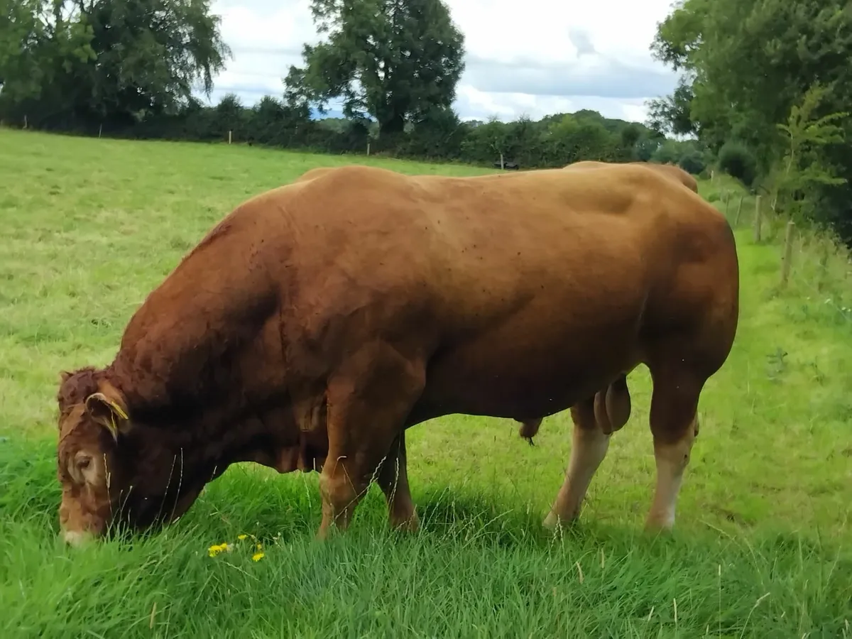 Limousine  Bull - Image 4