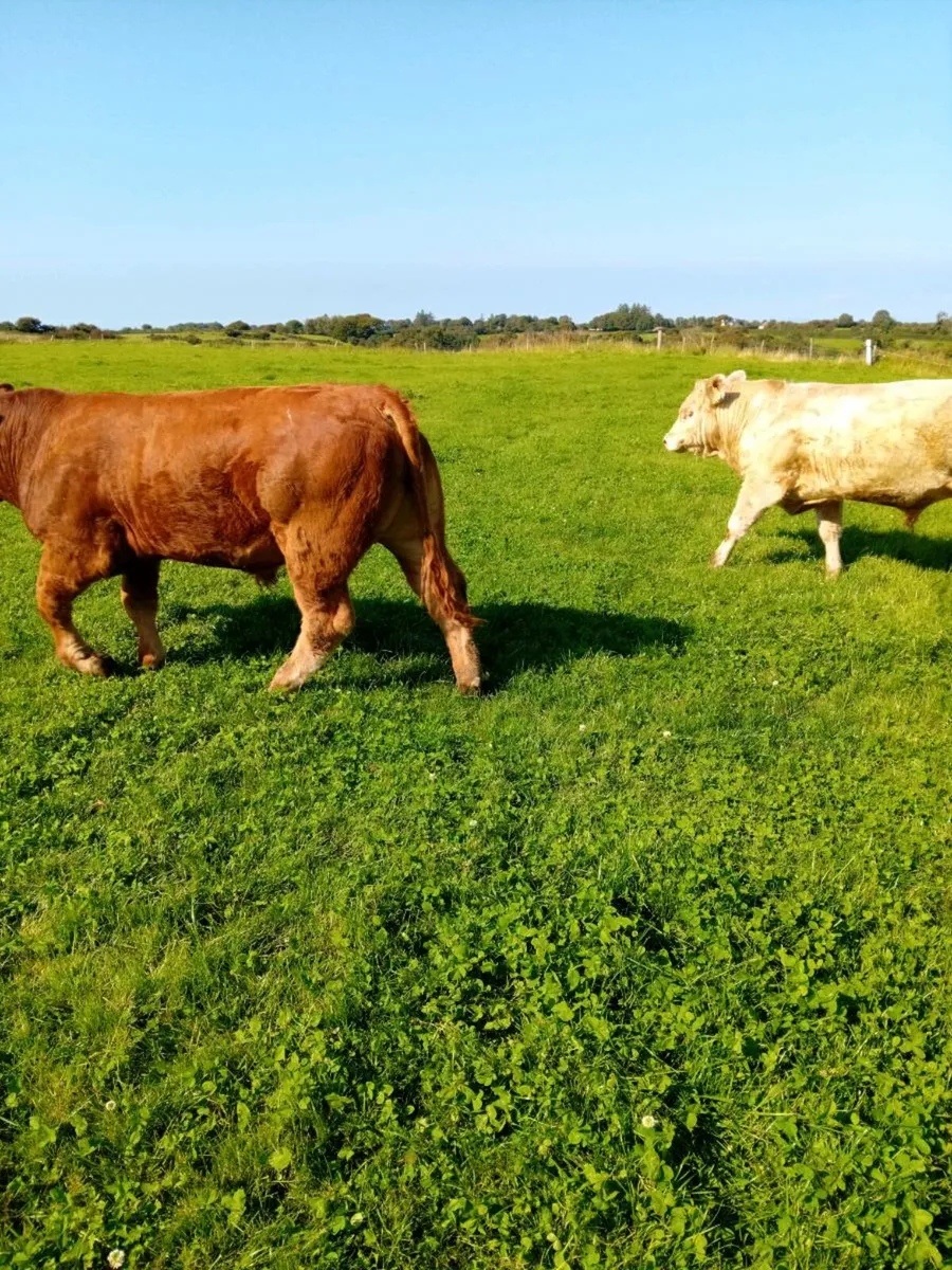 Bulls Dowra - Image 2