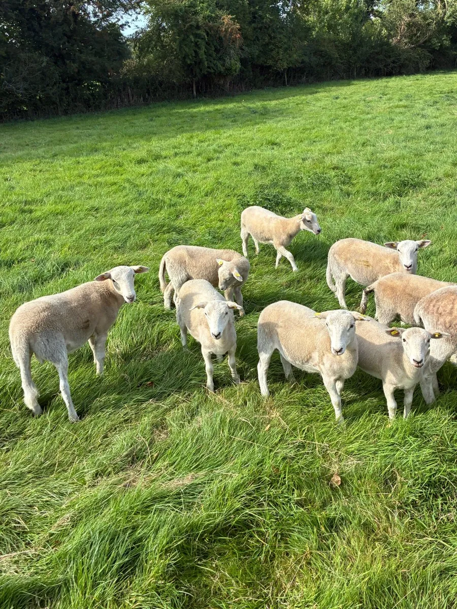 Organic Easycare Ewe Lambs + Stores - Image 1