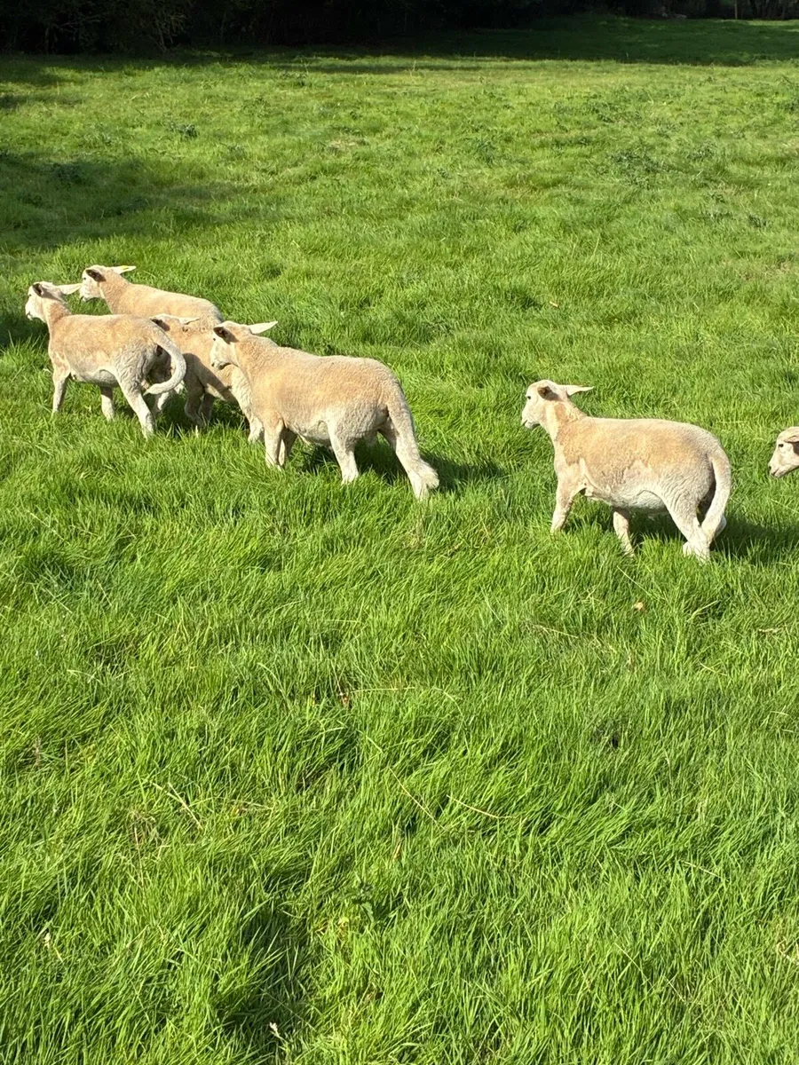 Organic Easycare Ewe Lambs + Stores - Image 2