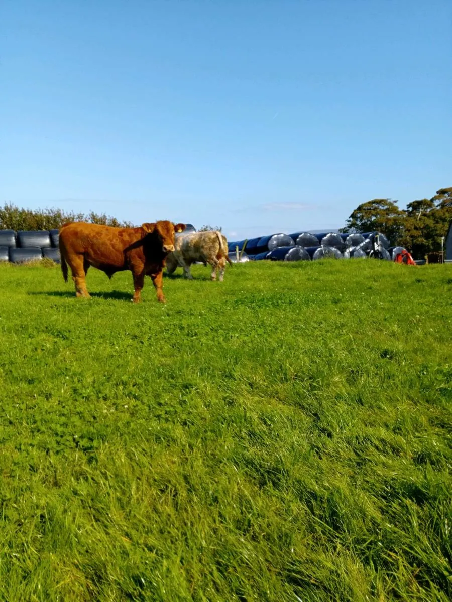 Bulls Dowra - Image 3
