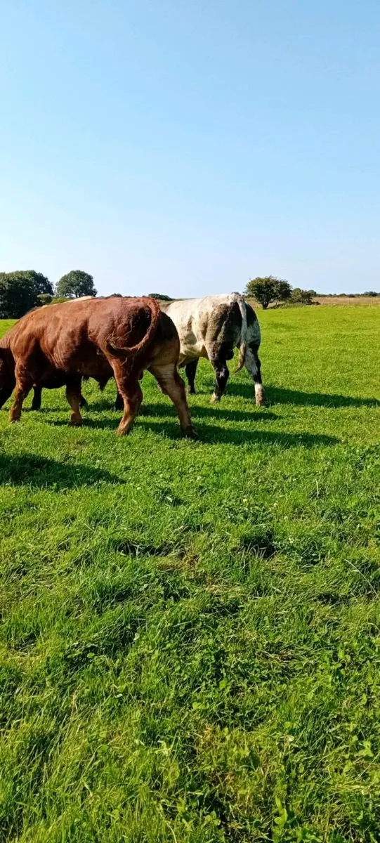 Bulls Dowra - Image 4