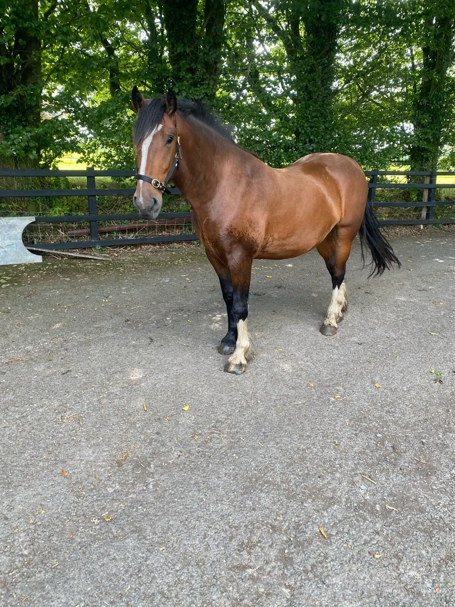 Smashing gelding - Image 2