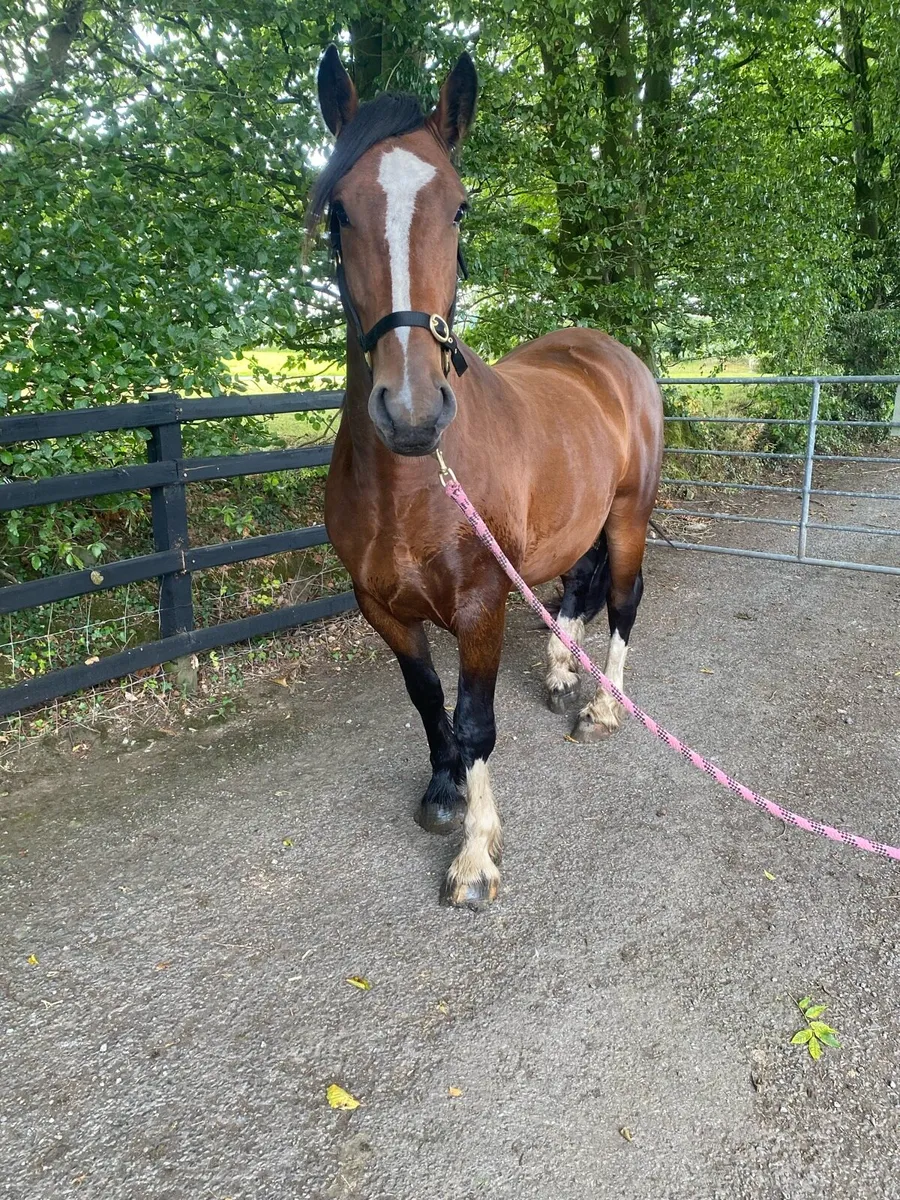 Smashing gelding - Image 3