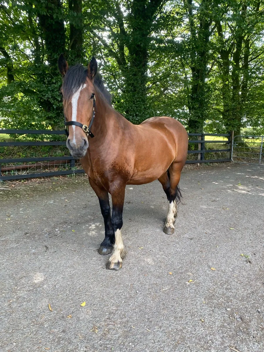 Smashing gelding - Image 1
