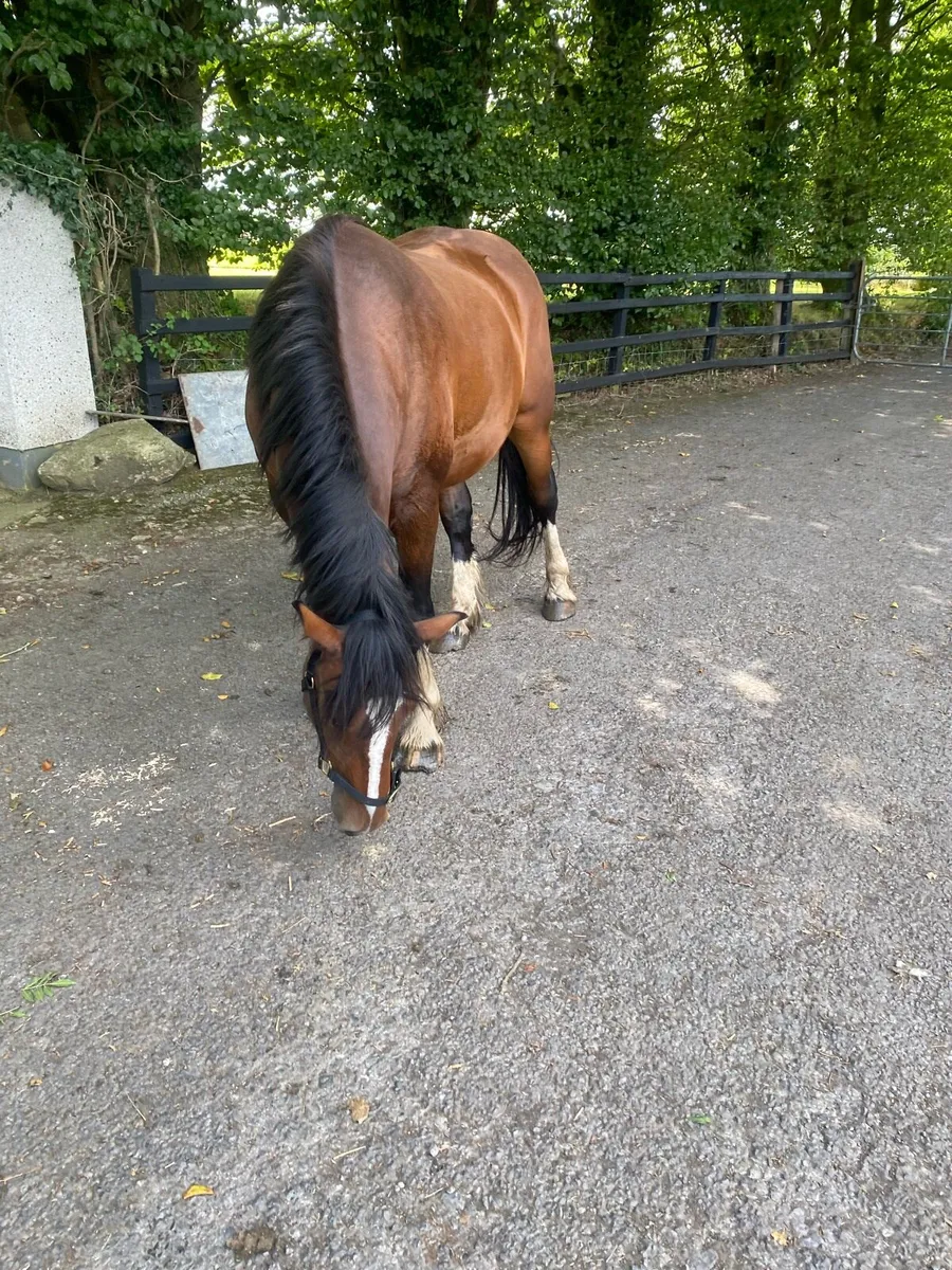 Smashing gelding - Image 4