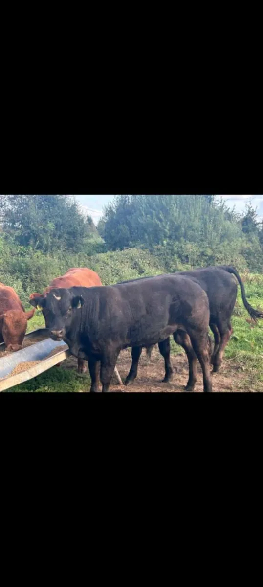 Weanling bulls - Image 1