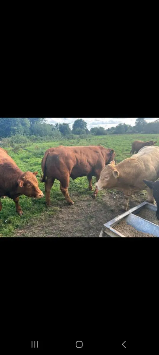 Weanling bulls - Image 2