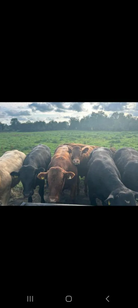 Weanling bulls - Image 3