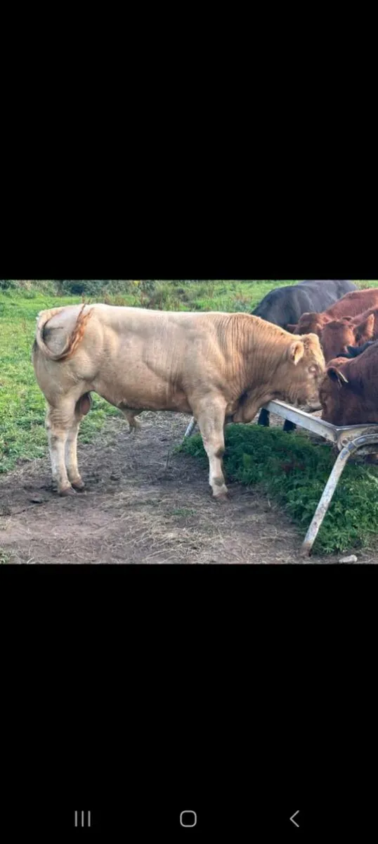 Weanling bulls - Image 4