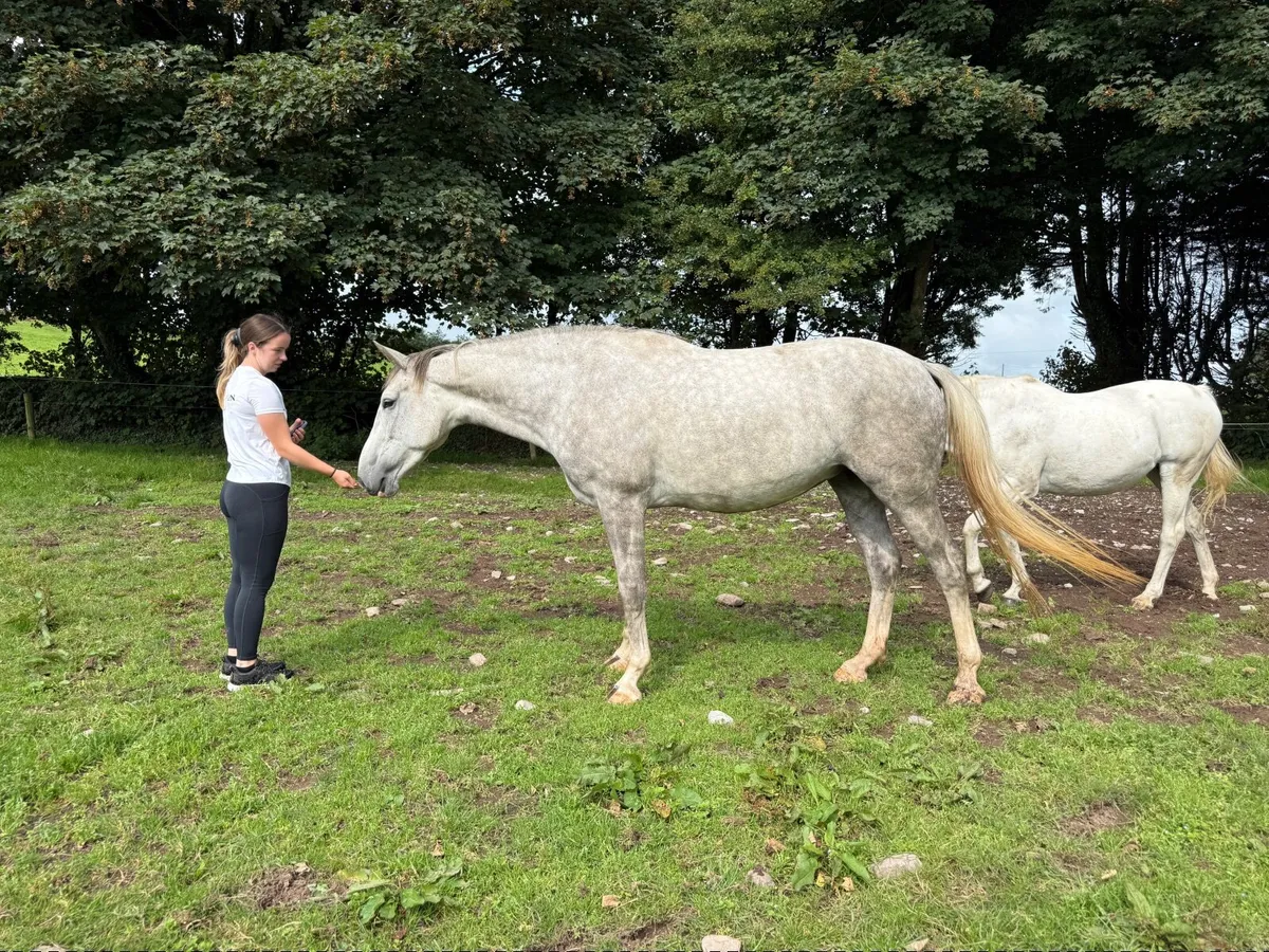 TIH 5yr old mare - Image 4