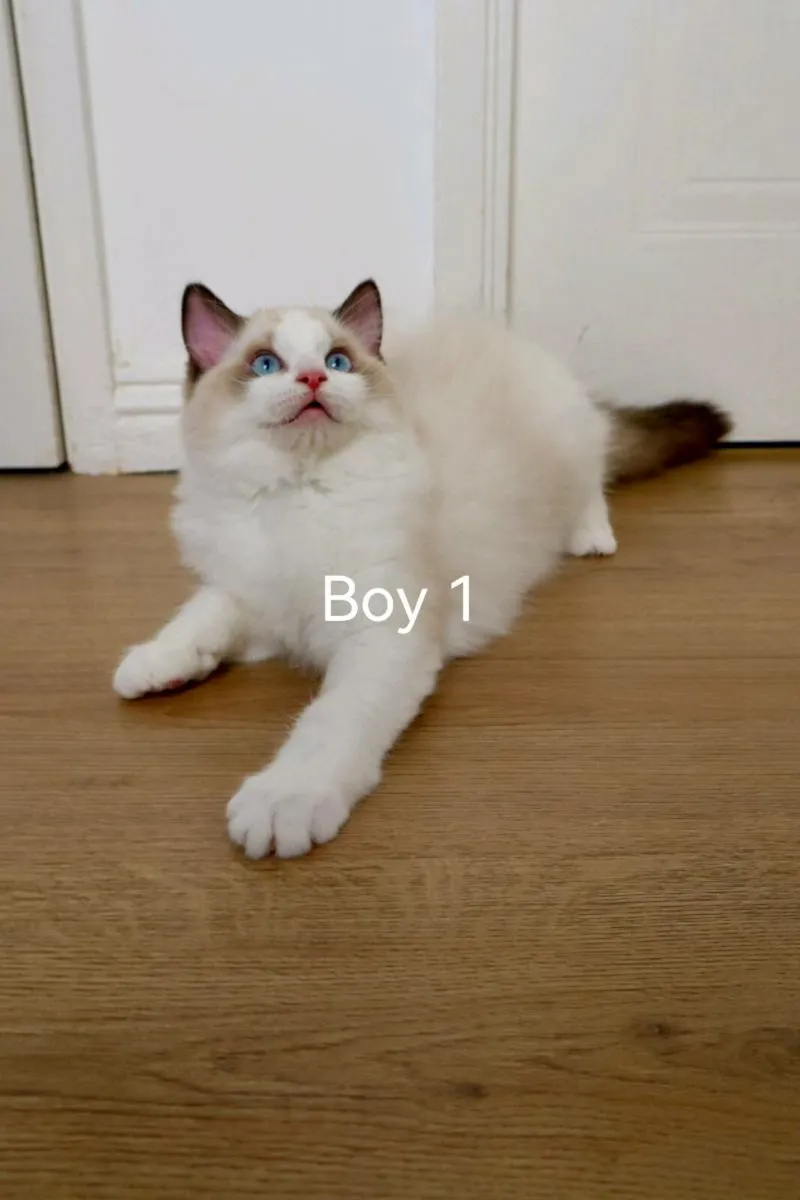 Ragdoll Kitten - Image 1