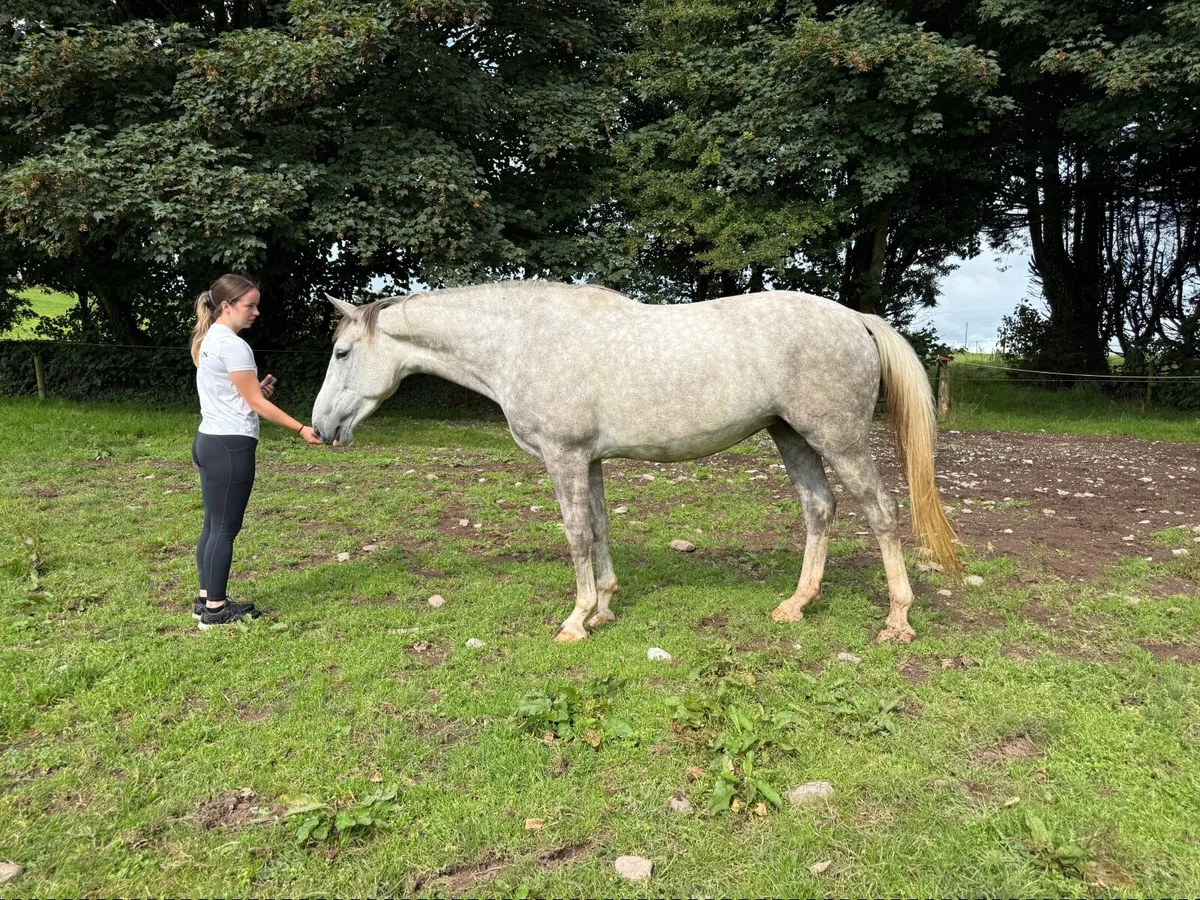 TIH 5yr old mare - Image 1