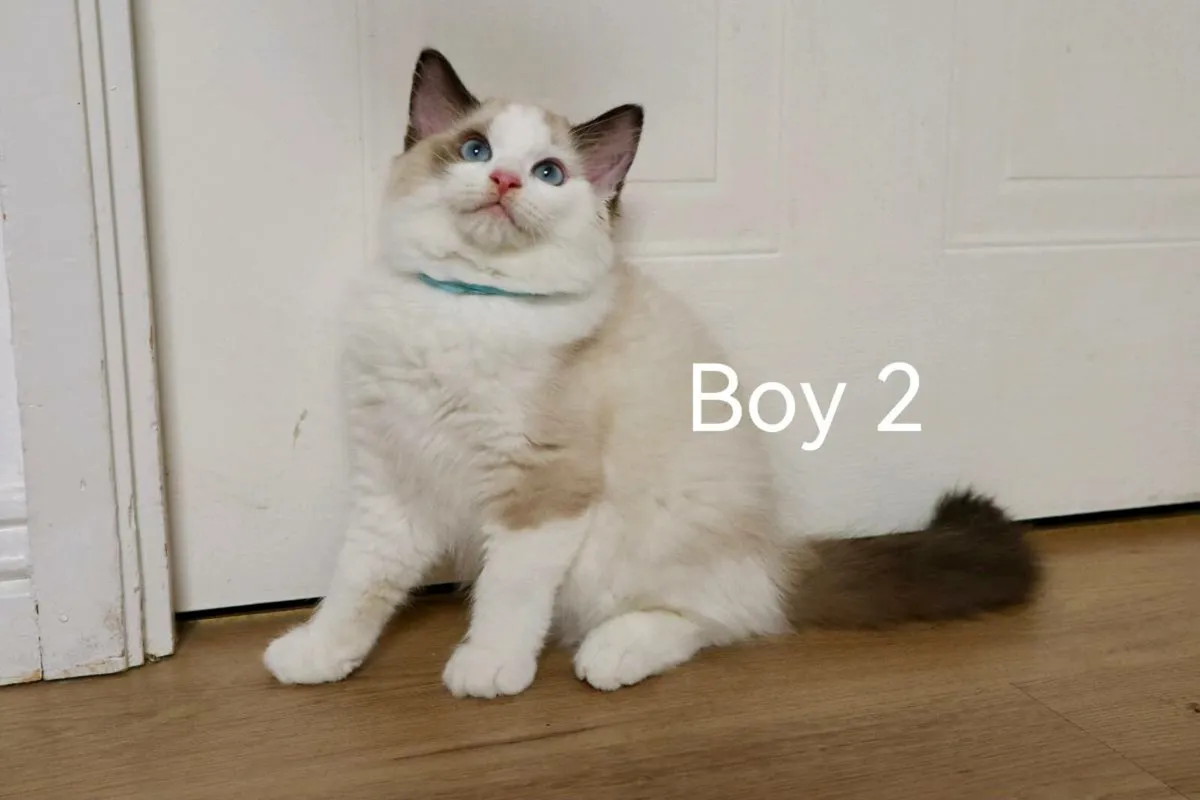 Ragdoll Kitten - Image 2