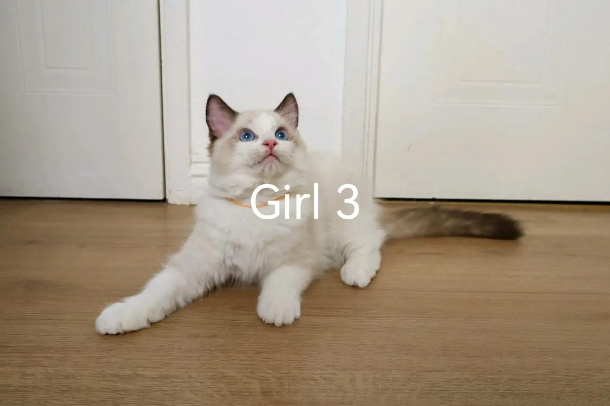 Ragdoll Kitten - Image 3