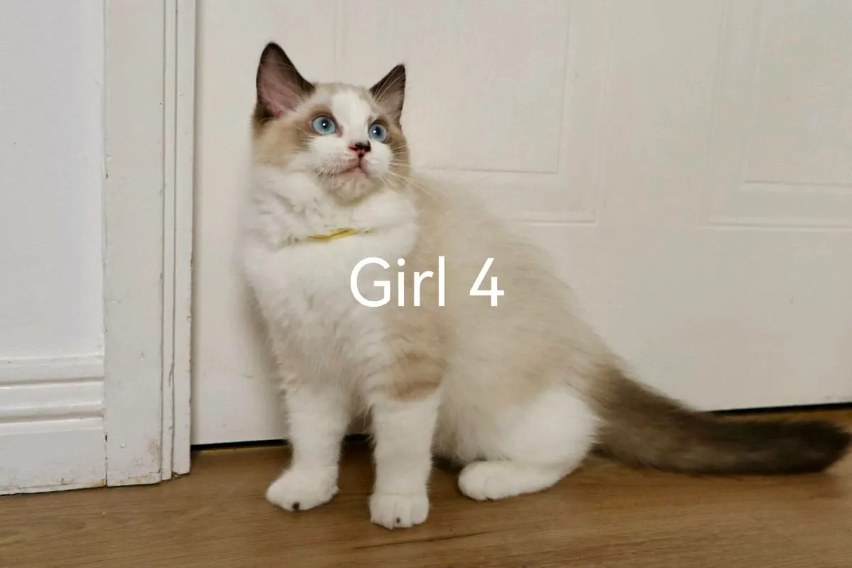Ragdoll Kitten - Image 4