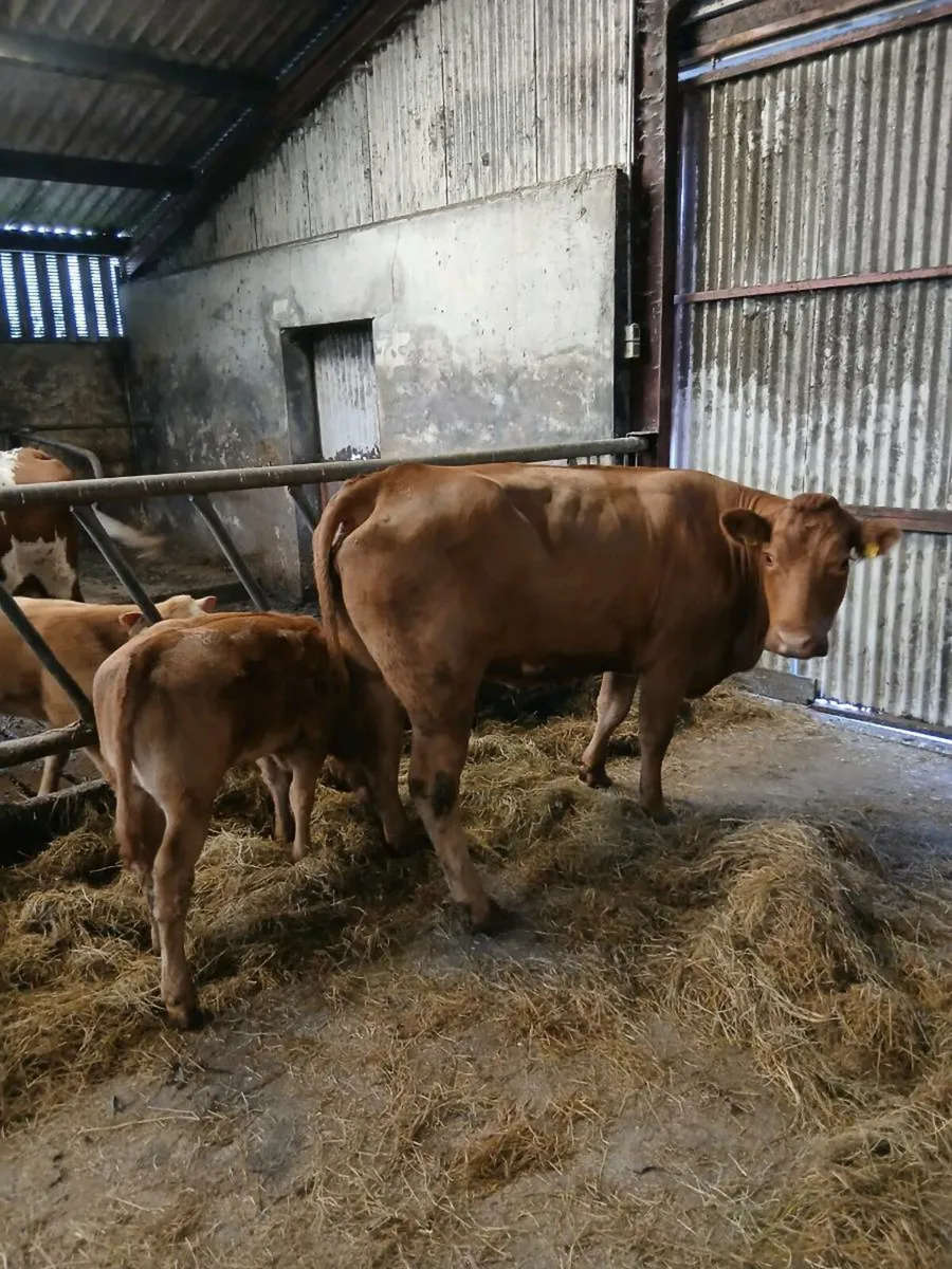 In calf cow - Image 1