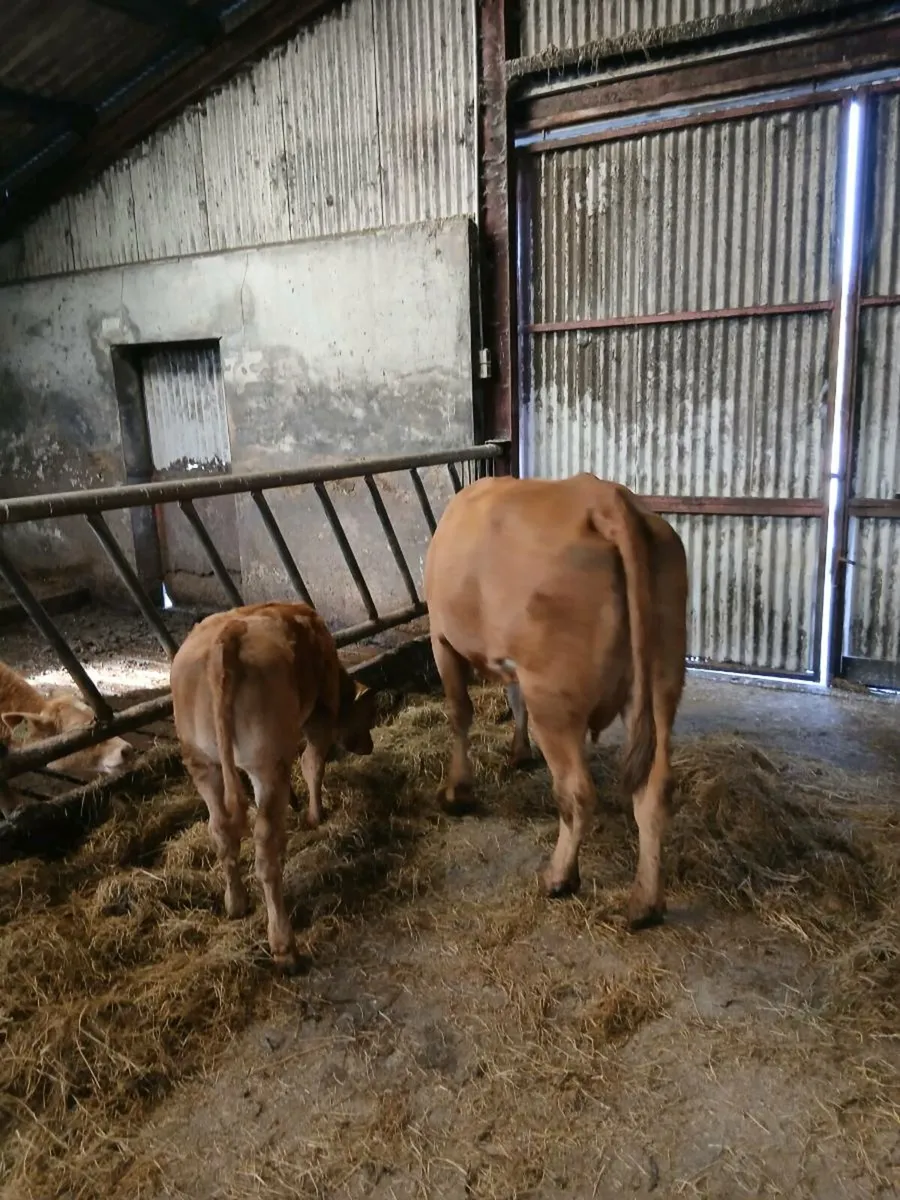 In calf cow - Image 2