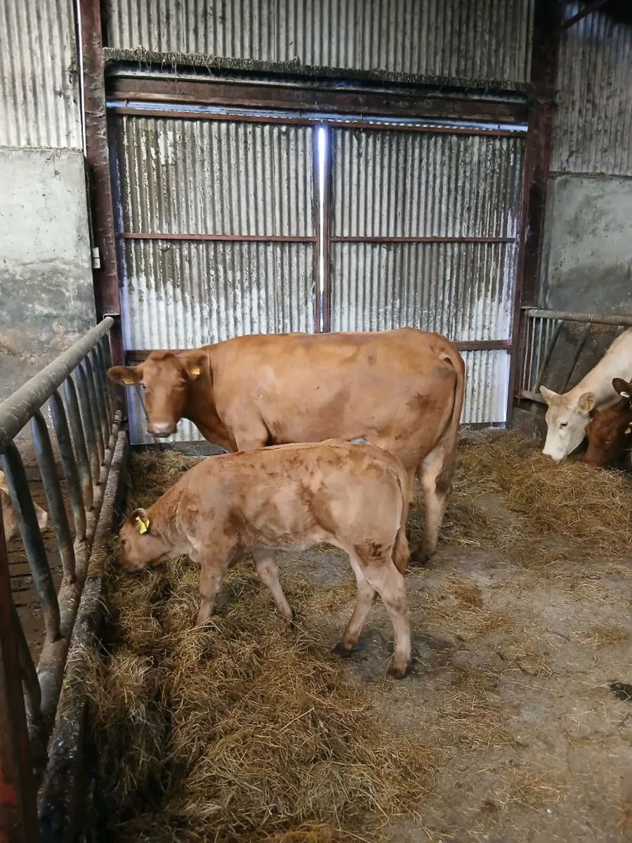 In calf cow - Image 3