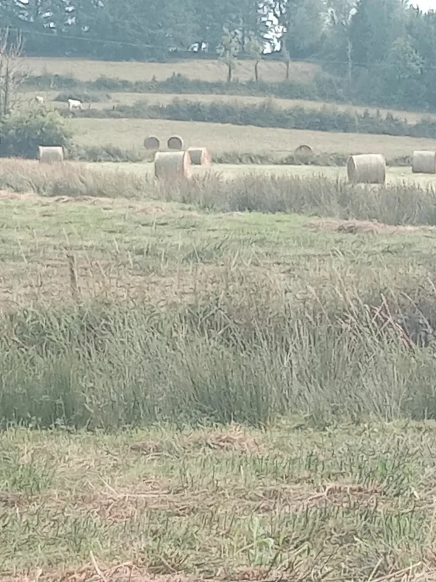 Field Bedding - Image 3