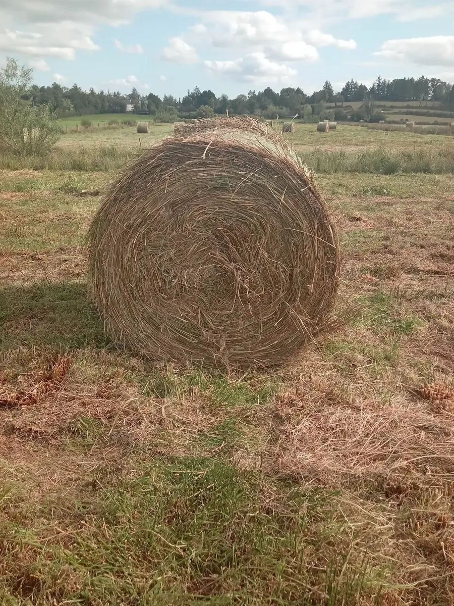 Field Bedding - Image 4