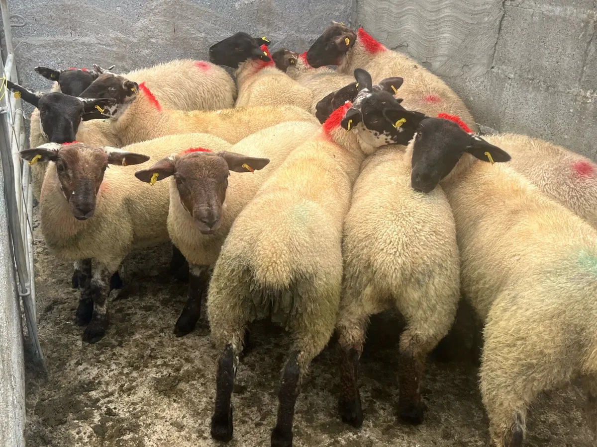 SUFFOLK EWE LAMBS - Image 2
