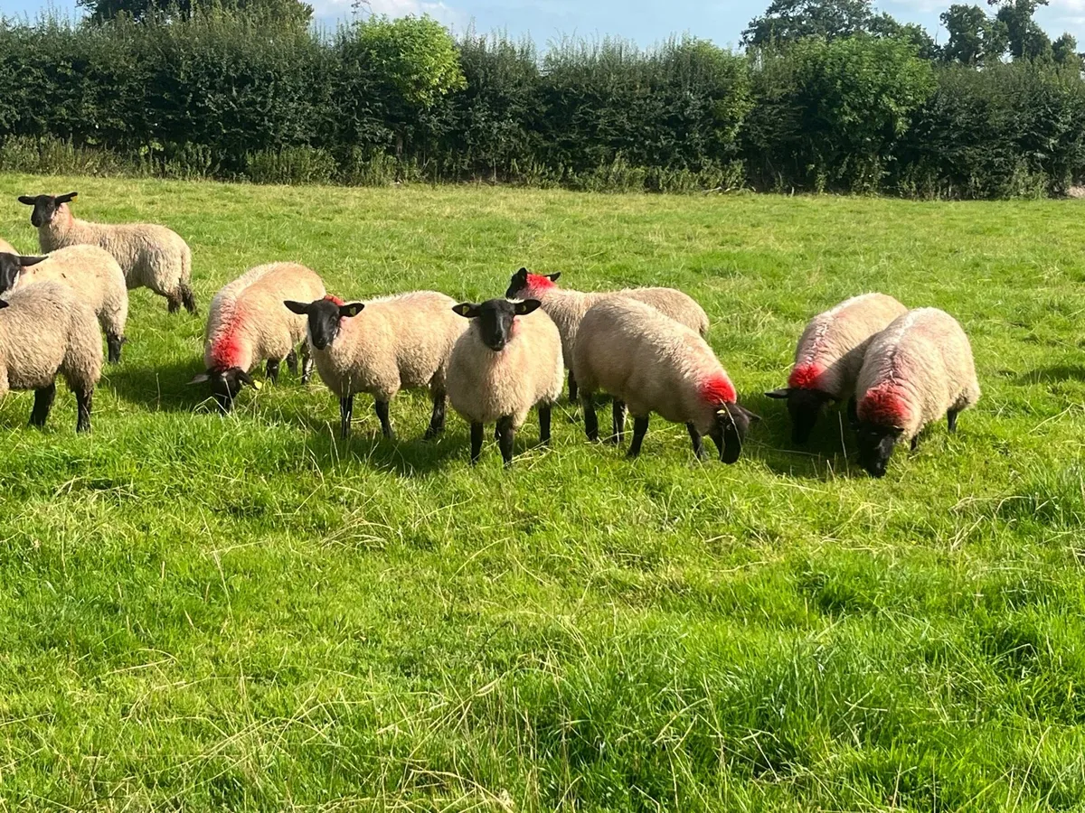 SUFFOLK EWE LAMBS - Image 3