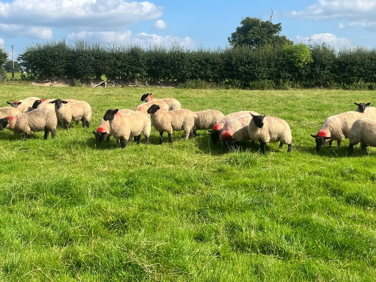 SUFFOLK EWE LAMBS - Image 4