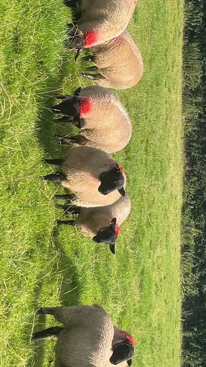 SUFFOLK EWE LAMBS - Image 1