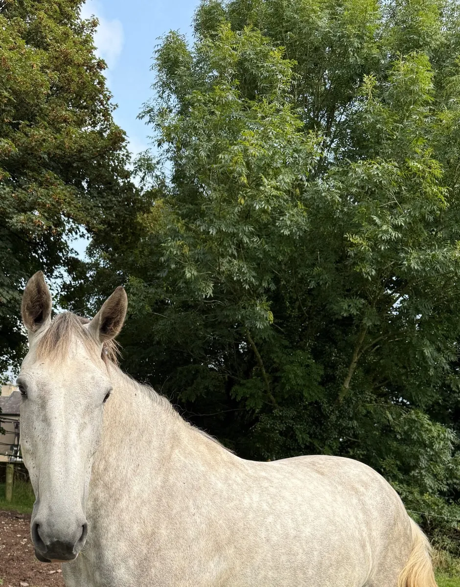 TIH 5yr old mare - Image 3