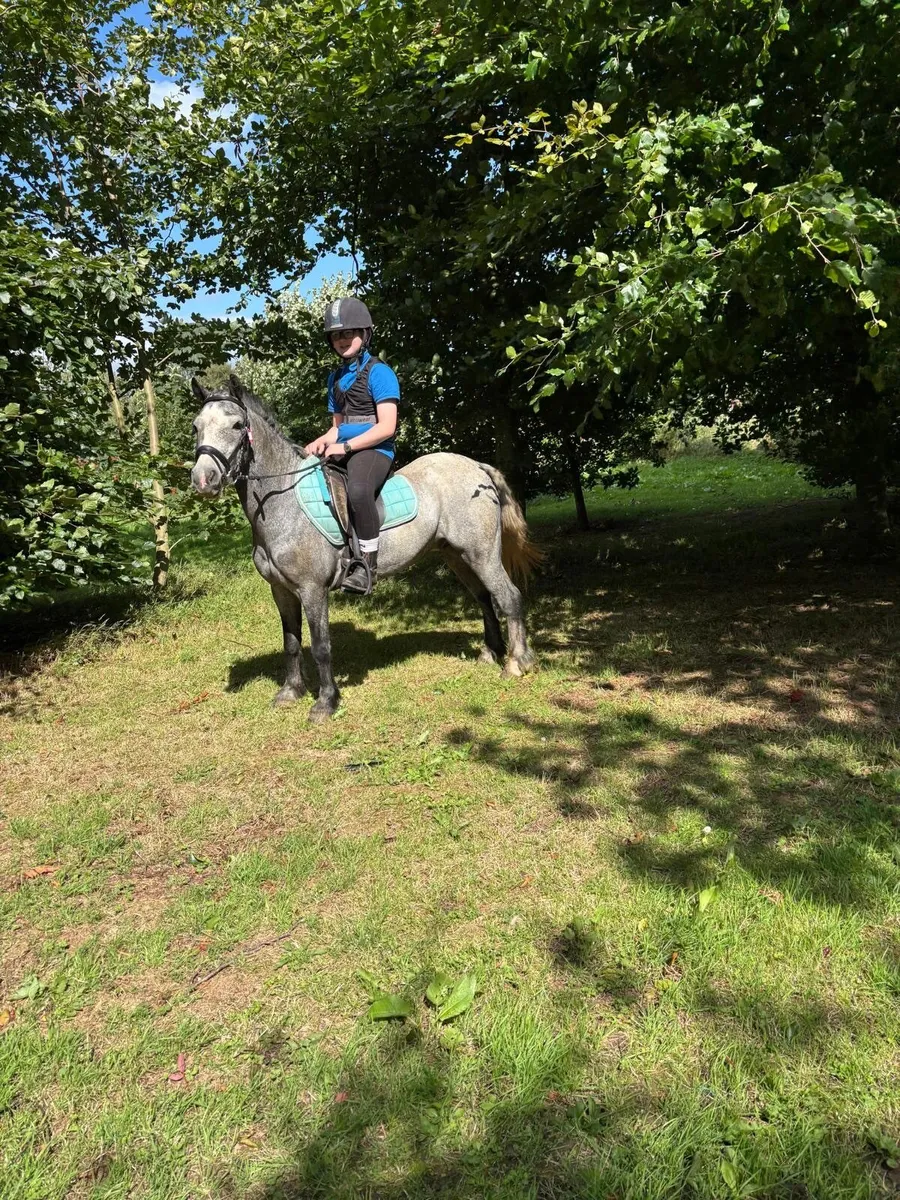 Children’s 128 pony - Image 1