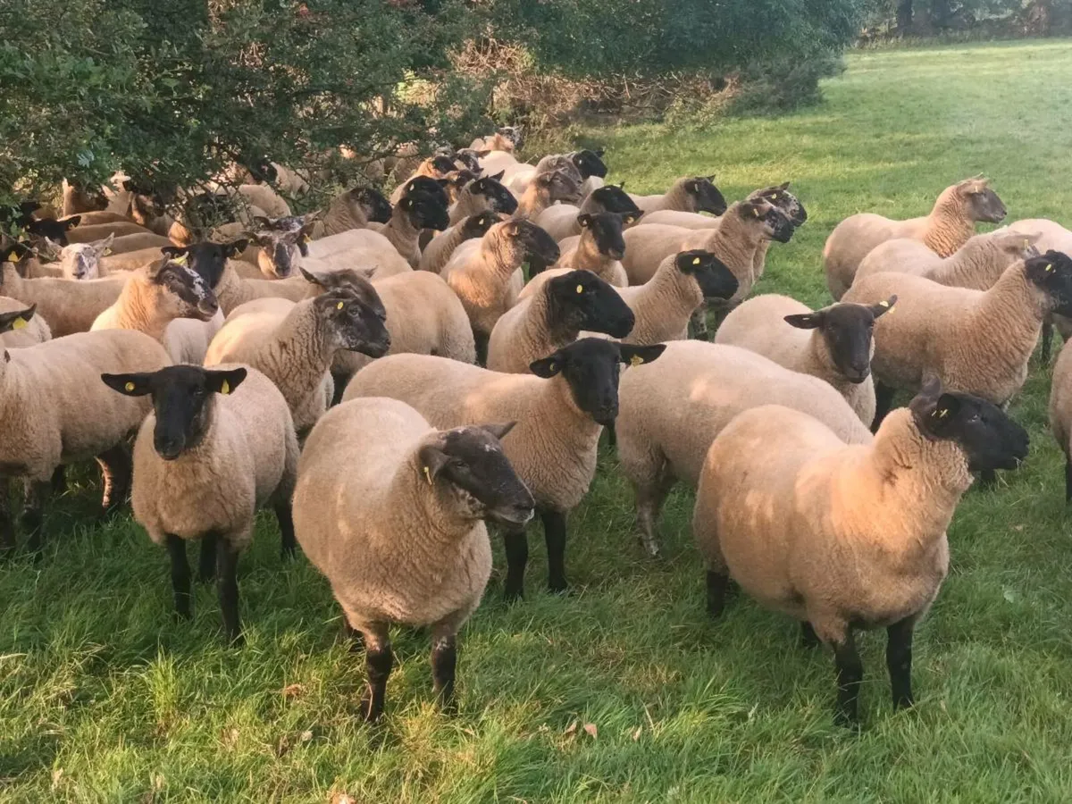 BORRIS MART TOMORROW 16TH AUGUST - Image 2