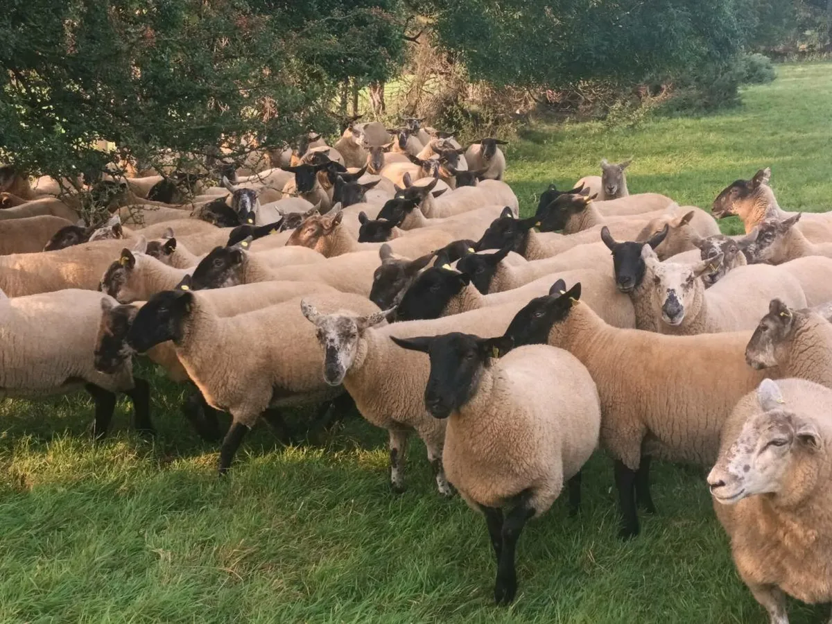 BORRIS MART TOMORROW 16TH AUGUST - Image 3