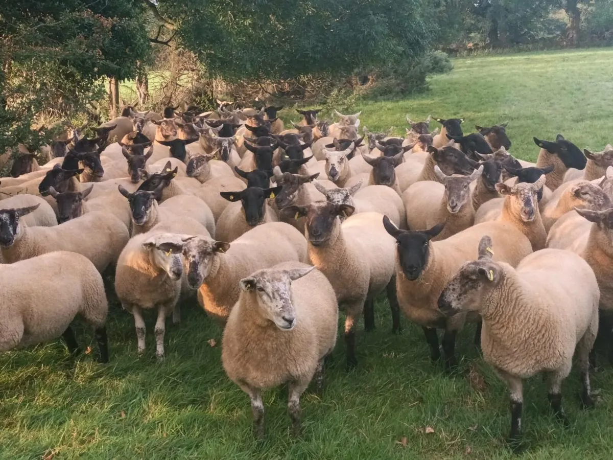 BORRIS MART TOMORROW 16TH AUGUST - Image 4